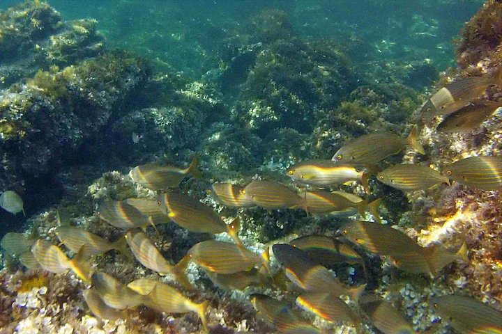 Excursión de snorkel, playa y cuevas en las hermosas bahías de Ibiza con SUP, foto 15 | wizardtrip