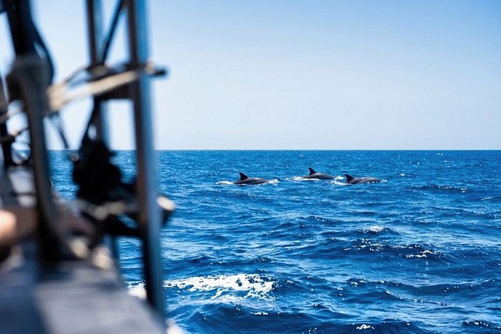 Wikinger-Schiffstour auf Teneriffa zur Walbeobachtung und zum Schwimmen, Foto 8 | wizardtrip