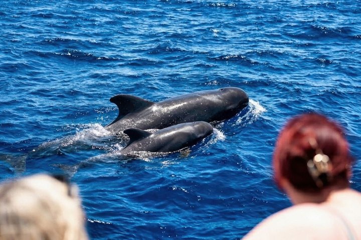 Hvalsafari og svømmestop på Tenerife | wizardtrip