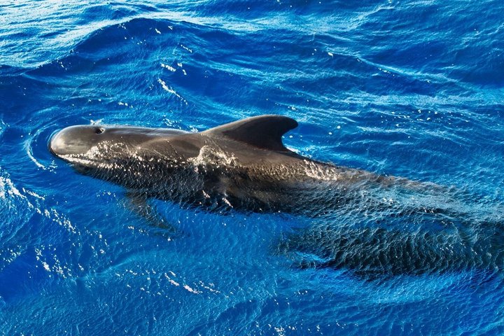 Passeio de barco Viking para observação de baleias e golfinhos ao longo da costa de Tenerife, foto 6 | wizardtrip