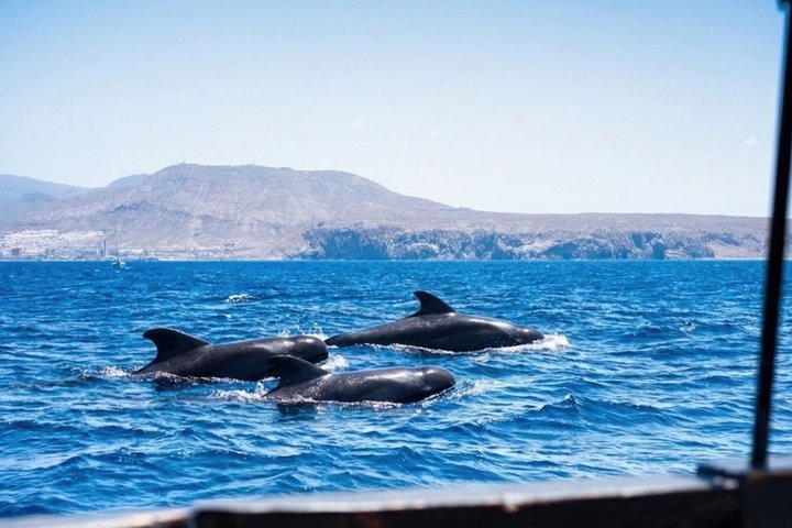Passeio de barco Viking para observação de baleias e golfinhos ao longo da costa de Tenerife, foto 9 | wizardtrip