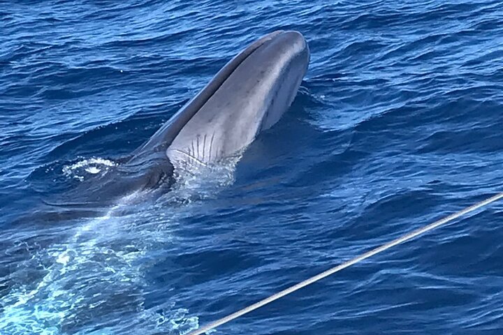 3-Hour Whale and Dolphin Watching and Listening Tour | wizardtrip