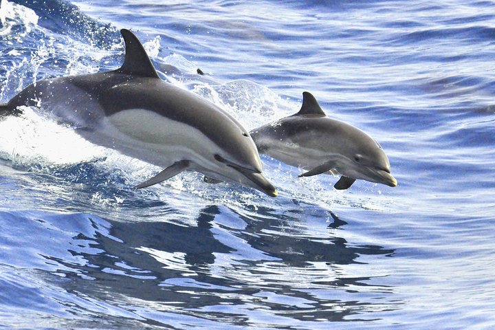 Eco-catamaran whale and dolphin watching tour in Tenerife with underwater sound system, photo 7 | wizardtrip