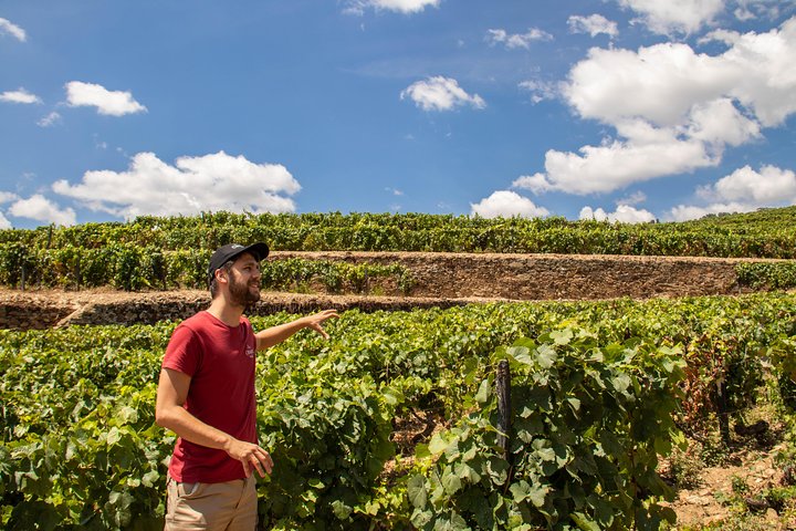 Douro Valley wine tour with river cruise and vineyard visits from Porto, photo 1 | wizardtrip