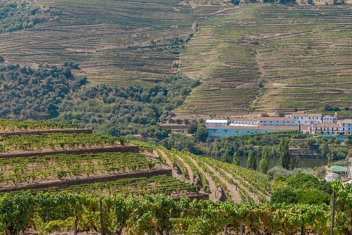Dourovallei wijn tour met riviercruise en wijngaardbezoeken vanuit Porto, foto 13 | wizardtrip
