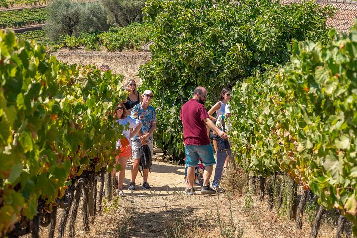 Van Porto: Douro Tour met Wijn, Cruise en Uitzicht Halve Dag | wizardtrip