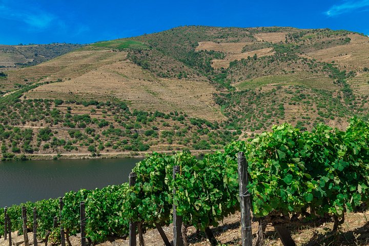 Scenic Douro Valley tour from Porto featuring vineyards, river cruise, wine tasting, and historical sites, photo 17 | wizardtrip