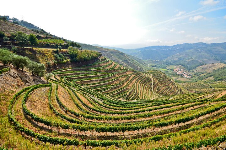 Privétour door de wijngaarden, wijnhuizen en riviercruise van de Douro Vallei vanuit Porto, Portugal, foto 8 | wizardtrip