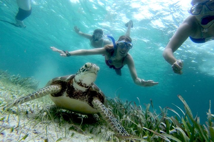 Sejl- og snorkeltur på Ambergris Caye, Belize, med havliv og en sejlbåd, foto 9 | wizardtrip