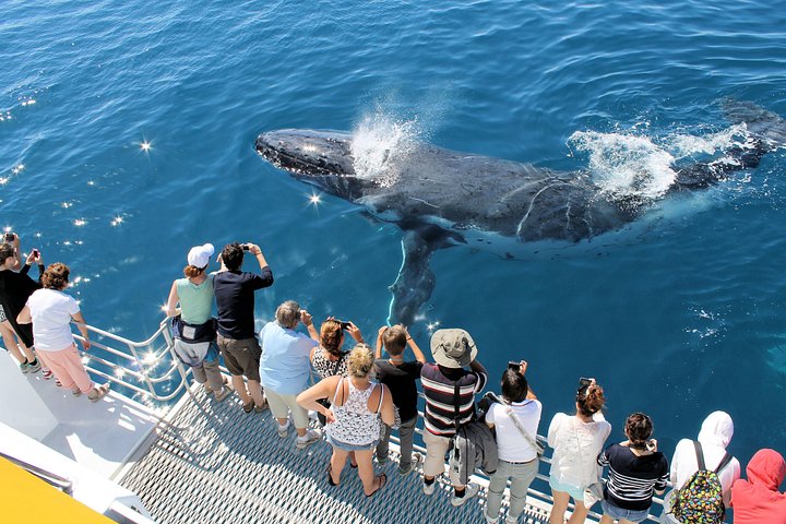 Walbeobachtungstour in Hervey Bay, Australien, mit Buckelwalen und malerischen Ausblicken, Foto 6 | wizardtrip