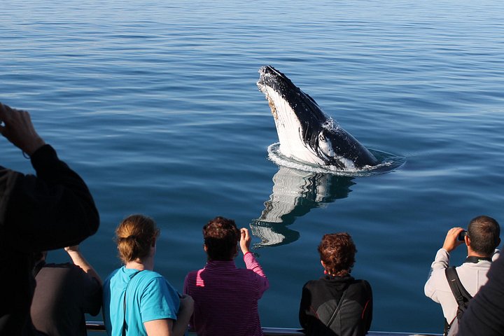 Walbeobachtungstour in Hervey Bay, Australien, mit Buckelwalen und malerischen Ausblicken, Foto 8 | wizardtrip