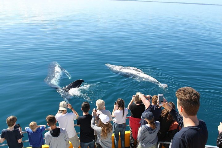 Walbeobachtungstour in Hervey Bay, Australien, mit Buckelwalen und malerischen Ausblicken, Foto 9 | wizardtrip