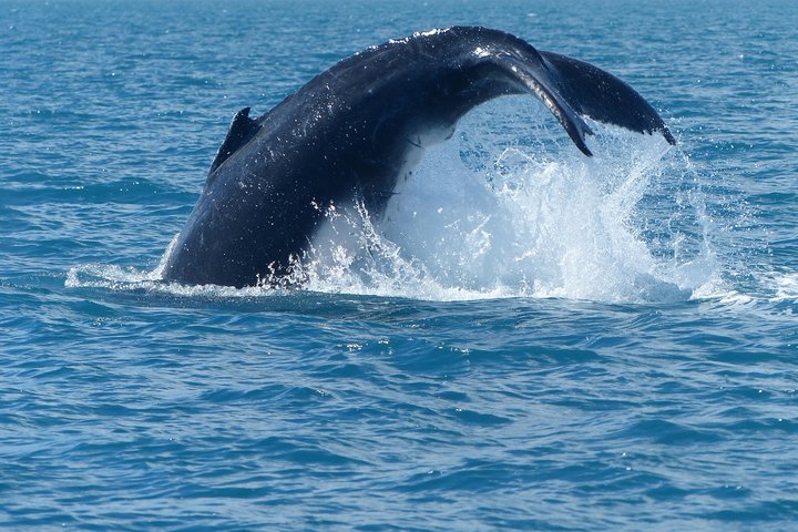 Walbeobachtungstour in Hervey Bay, Australien, mit Buckelwalen und malerischen Ausblicken, Foto 10 | wizardtrip