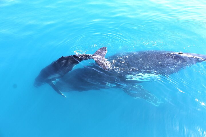 Walbeobachtungstour in Hervey Bay, Australien, mit Buckelwalen und malerischen Ausblicken, Foto 12 | wizardtrip