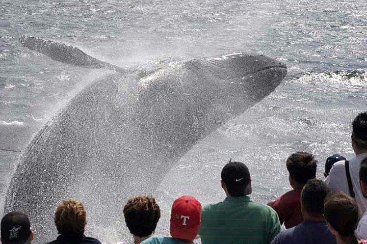 Excursion d'observation des baleines à Gloucester | wizardtrip