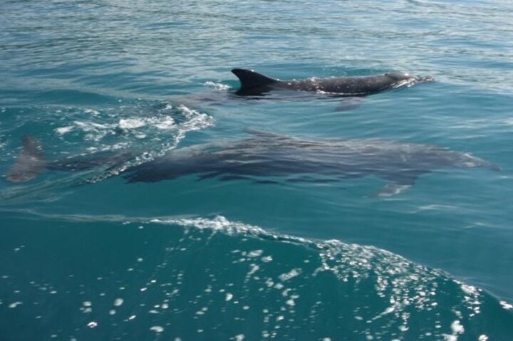 Njut av en solnedgångskatamaran med snorkling och vattensporter i Playa Flamingo, Costa Rica, foto 6 | wizardtrip