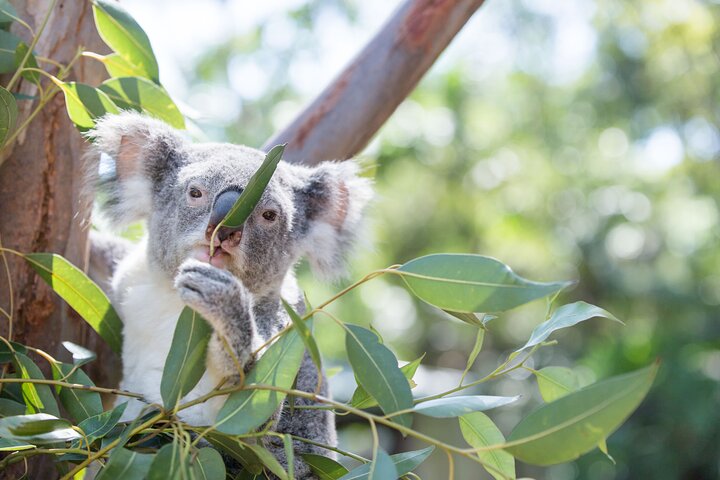 Excursão cénica de um dia às Blue Mountains a partir de Sydney, com vida selvagem, formações rochosas e passeios cénicos, foto 7 | wizardtrip