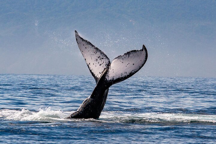 Walbeobachtungstour in der Banderas-Bucht, Puerto Vallarta, Mexiko, Foto 6 | wizardtrip