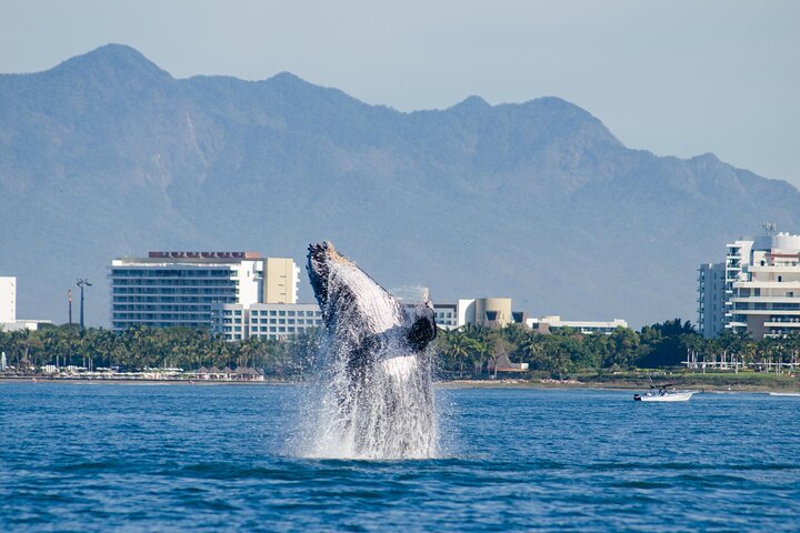 Walbeobachtungstour in der Banderas-Bucht, Puerto Vallarta, Mexiko, Foto 7 | wizardtrip