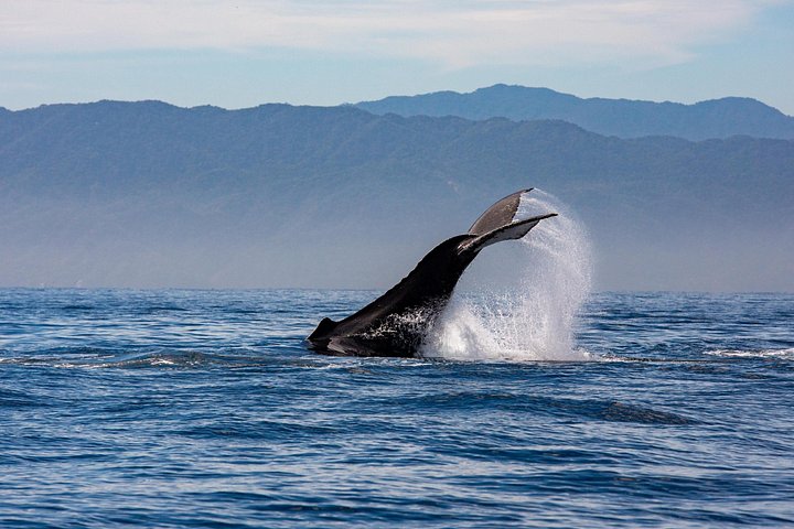 Walbeobachtungstour in der Banderas-Bucht, Puerto Vallarta, Mexiko, Foto 8 | wizardtrip