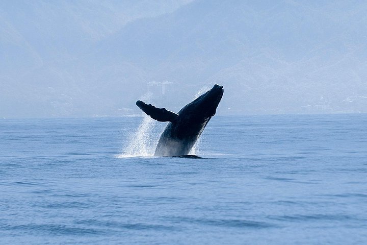 Walbeobachtungstour in der Banderas-Bucht, Puerto Vallarta, Mexiko, Foto 9 | wizardtrip