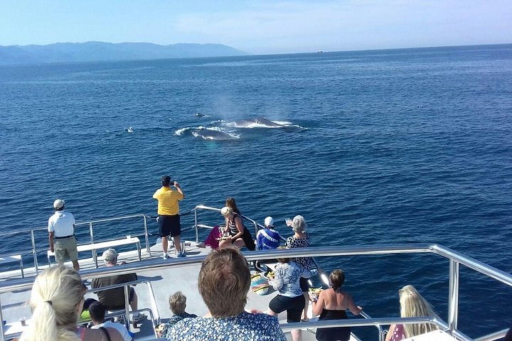 Walbeobachtungstour in der Banderas-Bucht, Puerto Vallarta, Mexiko, Foto 10 | wizardtrip