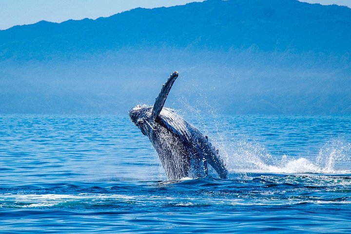 Walbeobachtungstour in der Banderas-Bucht, Puerto Vallarta, Mexiko, Foto 11 | wizardtrip