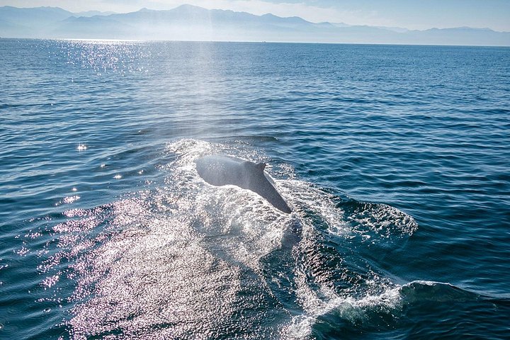 Walbeobachtungstour in der Banderas-Bucht, Puerto Vallarta, Mexiko, Foto 12 | wizardtrip