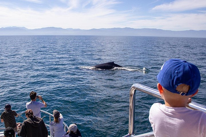 Walbeobachtungstour in der Banderas-Bucht, Puerto Vallarta, Mexiko, Foto 13 | wizardtrip