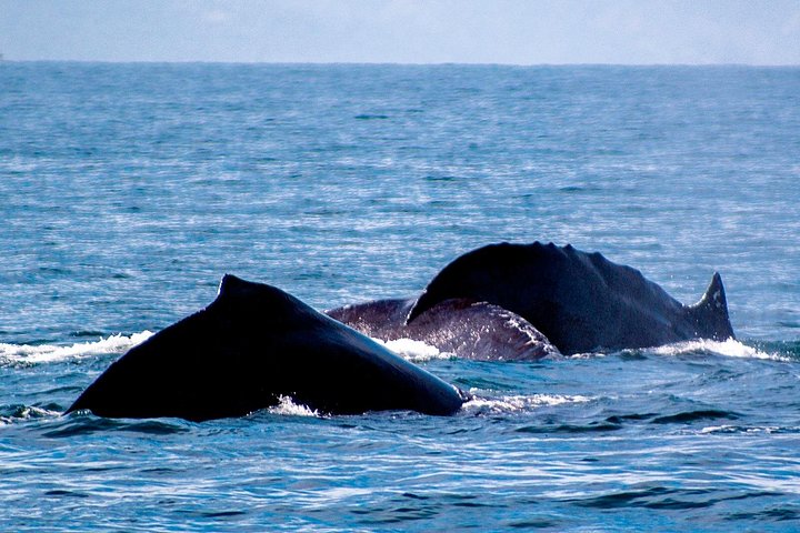 Walbeobachtungstour in der Banderas-Bucht, Puerto Vallarta, Mexiko, Foto 14 | wizardtrip