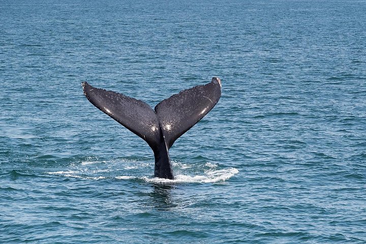 Walbeobachtungstour in der Banderas-Bucht, Puerto Vallarta, Mexiko, Foto 15 | wizardtrip