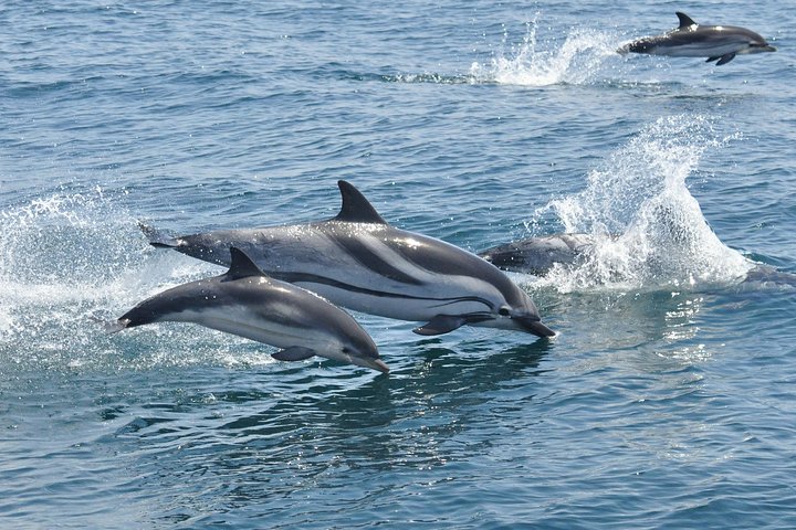Dolfijnen spotten Gibraltar: Boottocht | wizardtrip