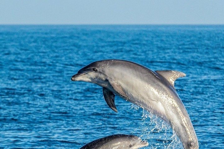 Nyt en spennende hvalsafari i Gibraltarbukten og se ville delfiner, foto 6 | wizardtrip