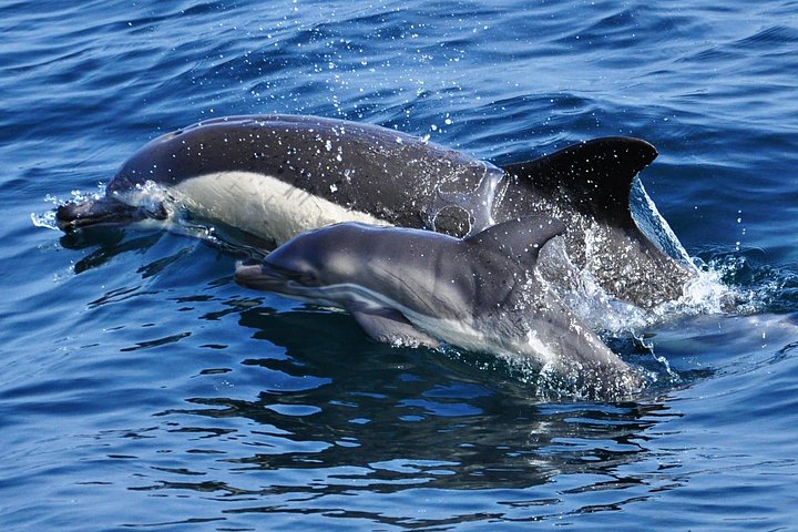 Nyt en spennende hvalsafari i Gibraltarbukten og se ville delfiner, foto 8 | wizardtrip
