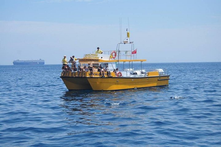 Nyt en spennende hvalsafari i Gibraltarbukten og se ville delfiner, foto 13 | wizardtrip
