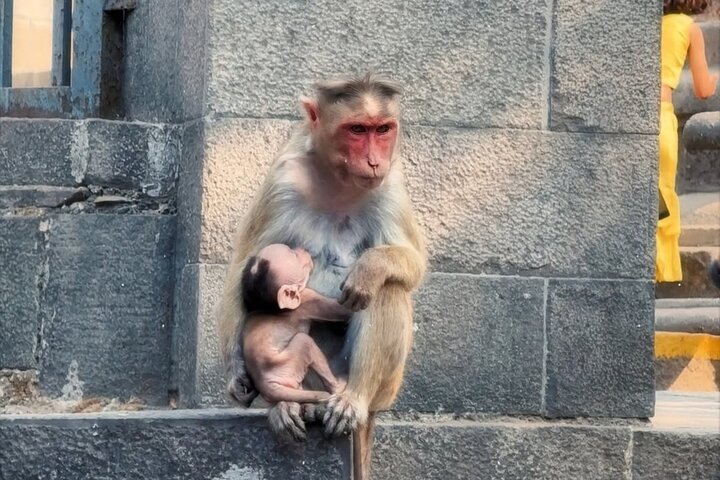 Privat guidad tur till Mumbais Elephanta Caves och stadens landmärken, foto 10 | wizardtrip
