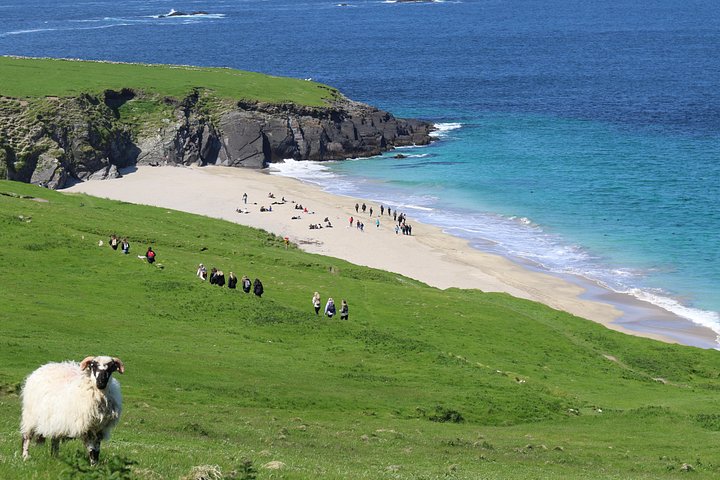 Excursion en hors-bord vers la Grande Île Blasket depuis Dingle, Irlande, présentant des paysages côtiers et la faune, photo 6 | wizardtrip
