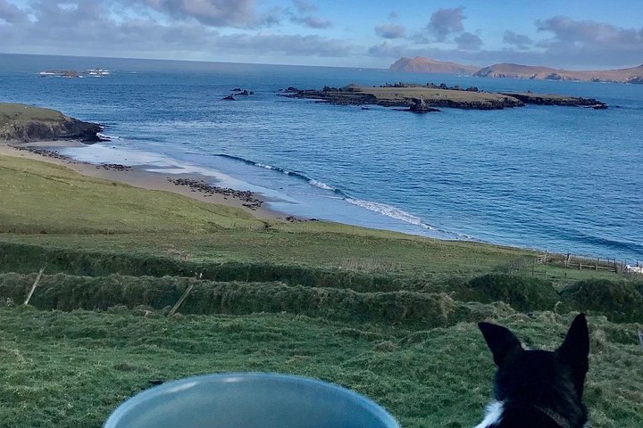 Excursion en hors-bord vers la Grande Île Blasket depuis Dingle, Irlande, présentant des paysages côtiers et la faune, photo 9 | wizardtrip