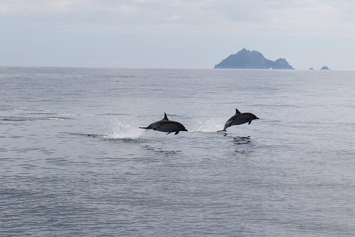 Excursion en hors-bord vers la Grande Île Blasket depuis Dingle, Irlande, présentant des paysages côtiers et la faune, photo 16 | wizardtrip