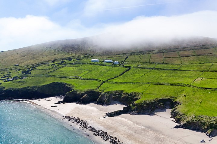 Excursion en hors-bord vers la Grande Île Blasket depuis Dingle, Irlande, présentant des paysages côtiers et la faune, photo 21 | wizardtrip