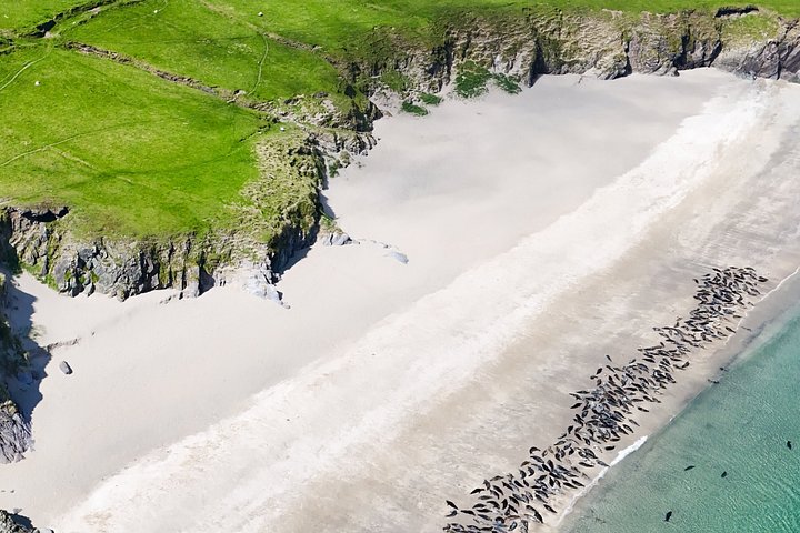 Excursion en hors-bord vers la Grande Île Blasket depuis Dingle, Irlande, présentant des paysages côtiers et la faune, photo 31 | wizardtrip