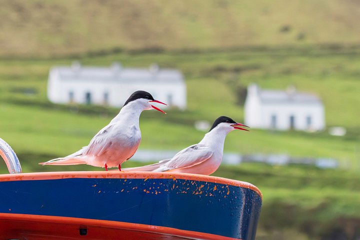 Excursion en hors-bord vers la Grande Île Blasket depuis Dingle, Irlande, présentant des paysages côtiers et la faune, photo 34 | wizardtrip