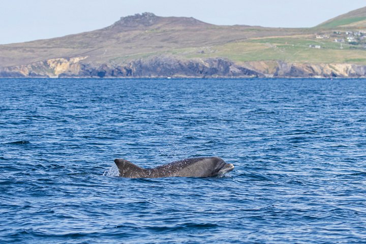 Excursion en hors-bord vers la Grande Île Blasket depuis Dingle, Irlande, présentant des paysages côtiers et la faune, photo 36 | wizardtrip