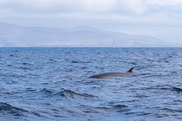 Excursion en hors-bord vers la Grande Île Blasket depuis Dingle, Irlande, présentant des paysages côtiers et la faune, photo 40 | wizardtrip