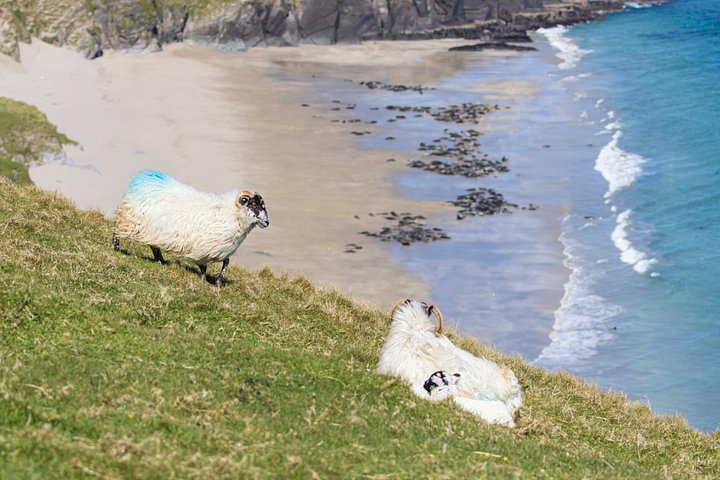 Excursion en hors-bord vers la Grande Île Blasket depuis Dingle, Irlande, présentant des paysages côtiers et la faune, photo 42 | wizardtrip