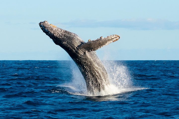 Avvistamento Balene in Piccolo Gruppo con Biologo Marino a Cabo San Lucas | wizardtrip