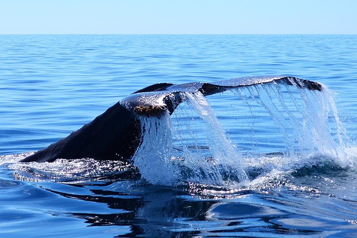 Small group whale watching tour with marine biologist in Cabo San Lucas, photo 6 | wizardtrip