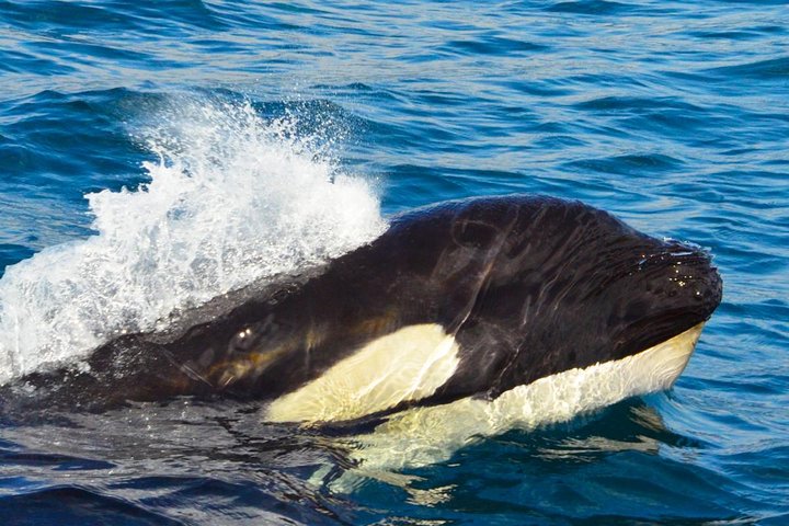 Small group whale watching tour with marine biologist in Cabo San Lucas, photo 7 | wizardtrip