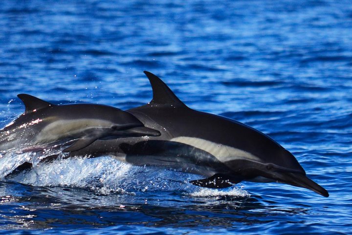 Small group whale watching tour with marine biologist in Cabo San Lucas, photo 9 | wizardtrip