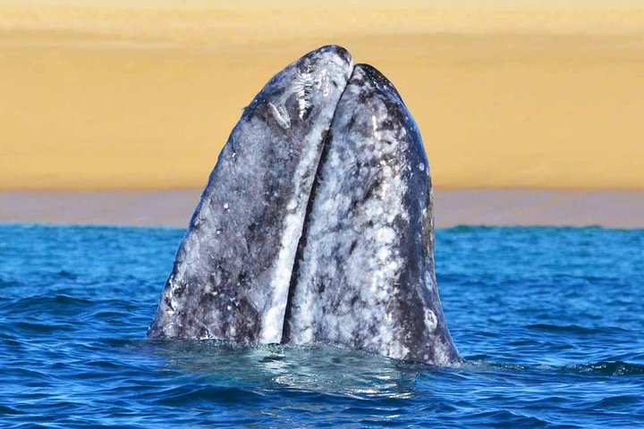 Small group whale watching tour with marine biologist in Cabo San Lucas, photo 11 | wizardtrip